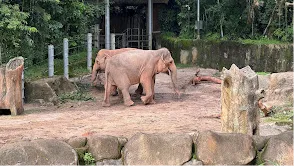  Singapore Zoo